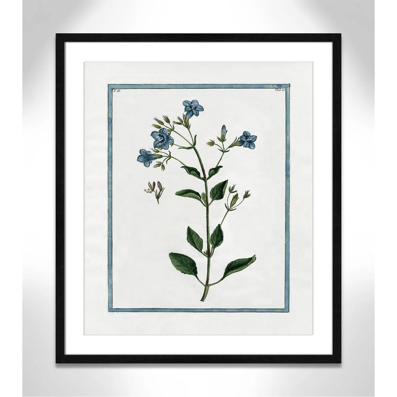 Shabby Elegance Botanical II Framed Art Full Bleed